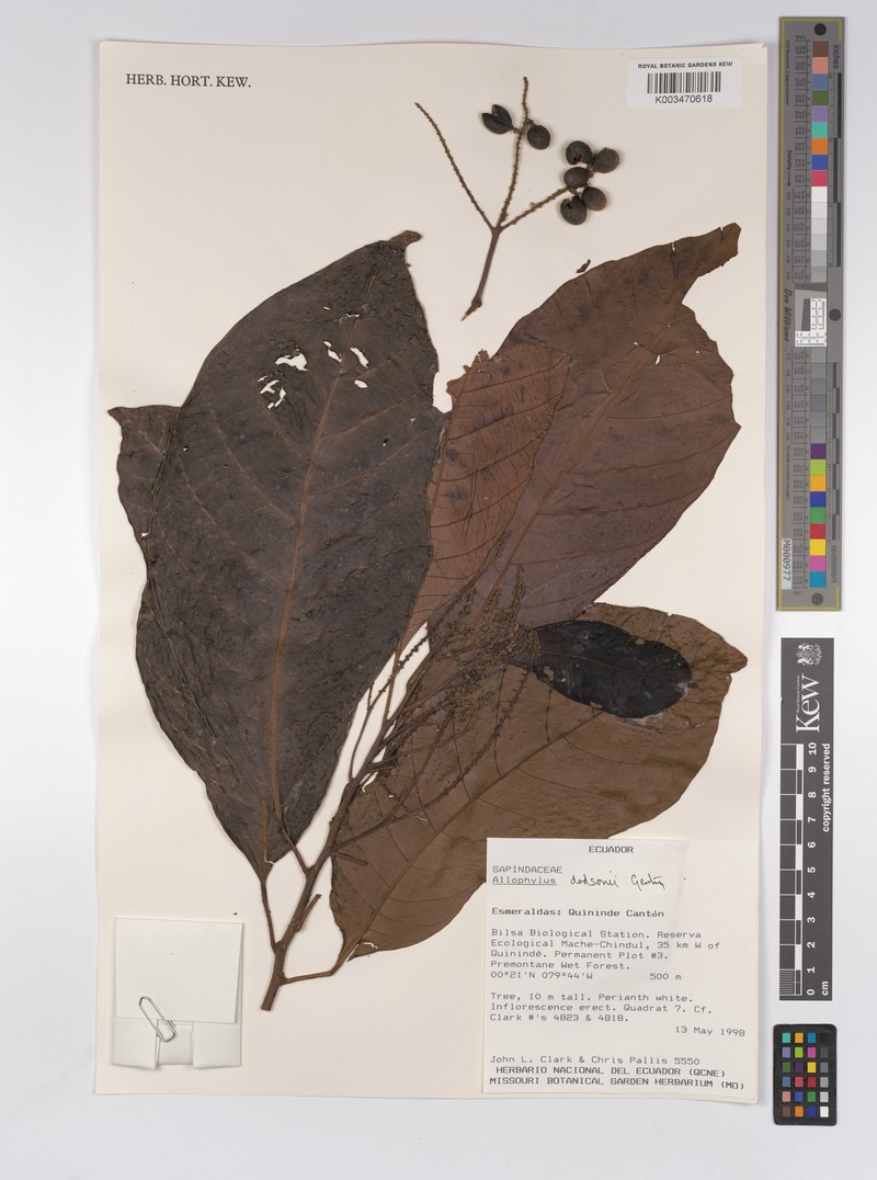 Allophylus dodsonii photo 2