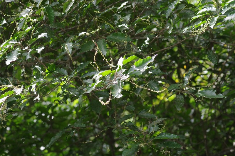Allophylus dregeanus photo 3