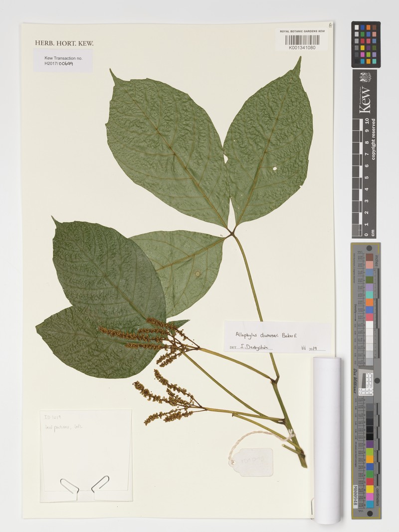 Allophylus dummeri
