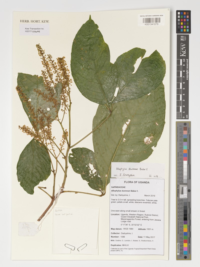 Allophylus dummeri photo 2