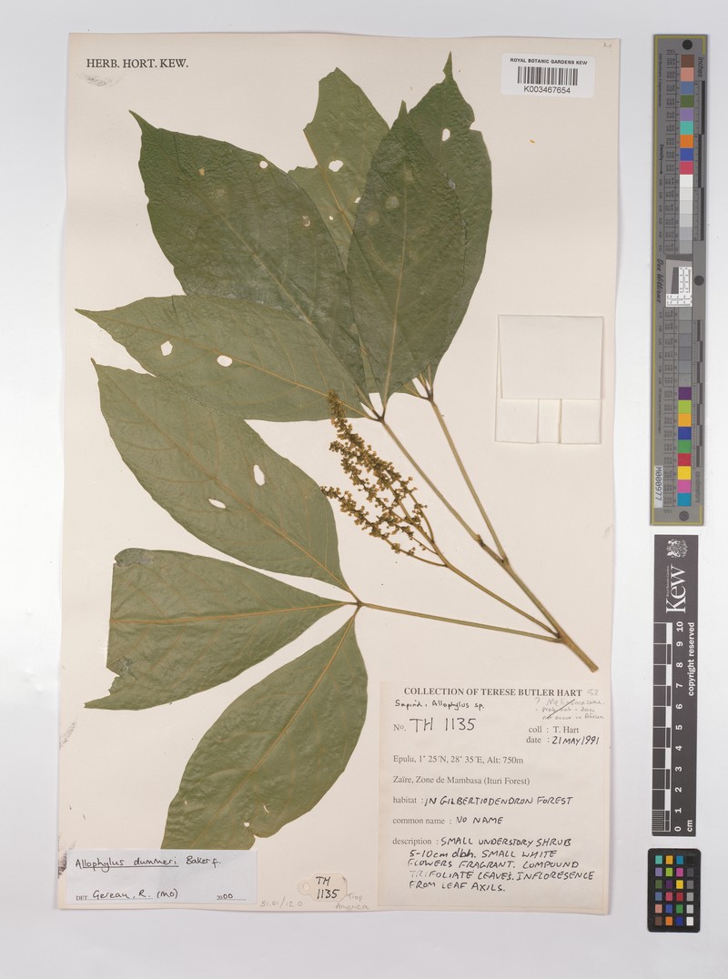 Allophylus dummeri photo 3