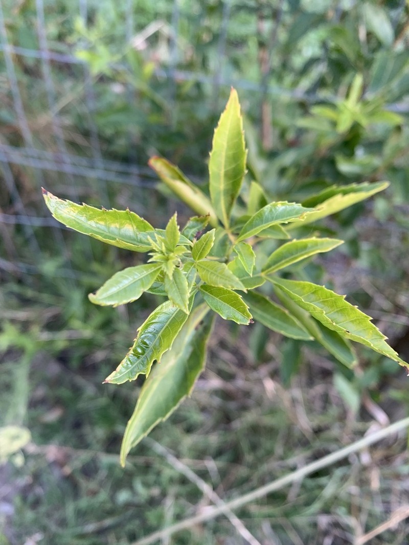 Allophylus edulis photo 2