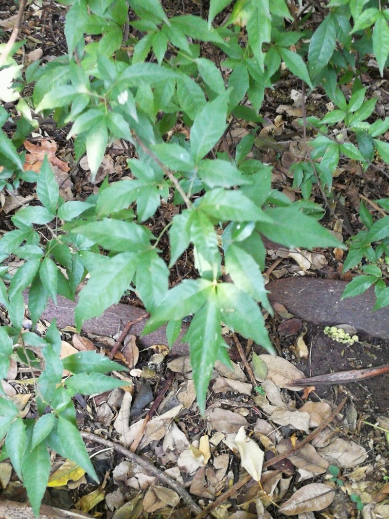Allophylus edulis photo 5
