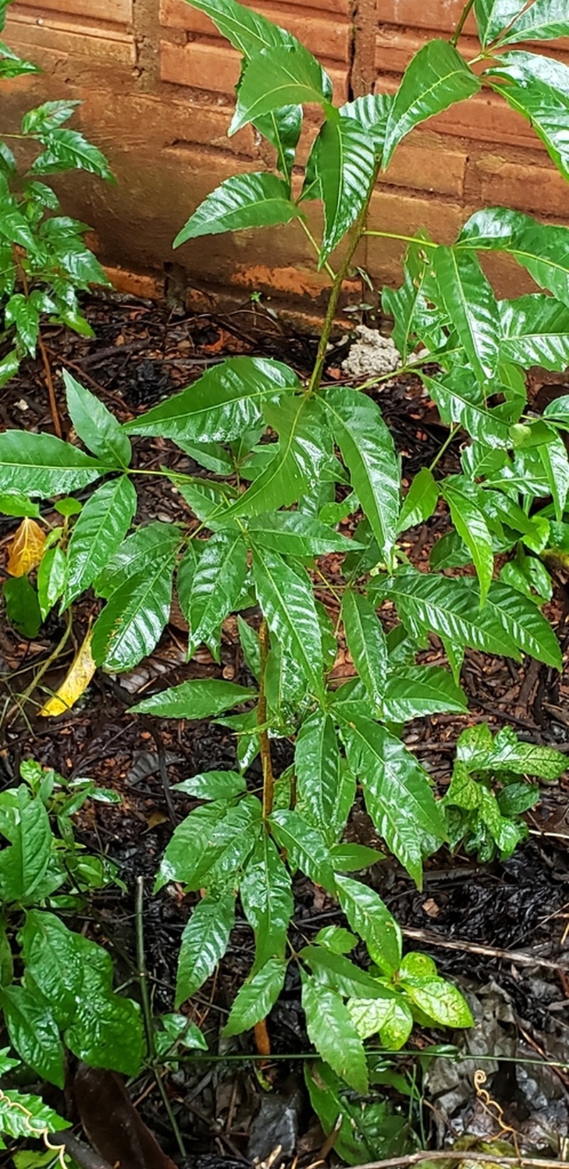 Allophylus edulis photo 6