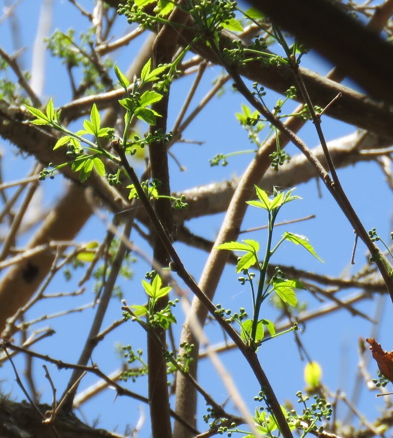 Allophylus edulis photo 8