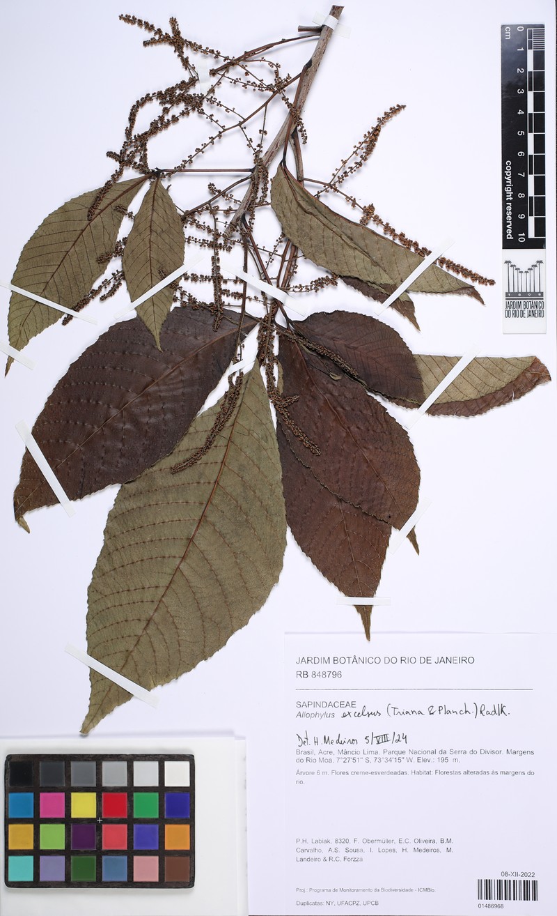 Allophylus excelsus