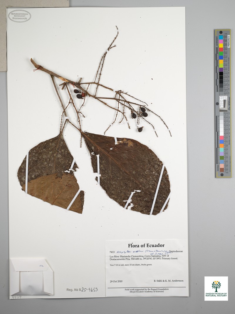 Allophylus excelsus photo 2