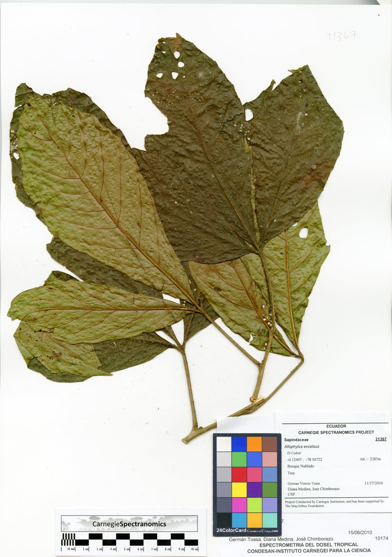 Allophylus excelsus photo 3