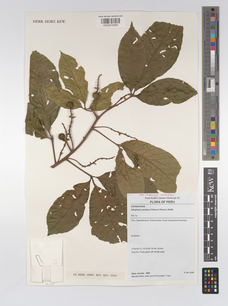 Allophylus excelsus photo 4