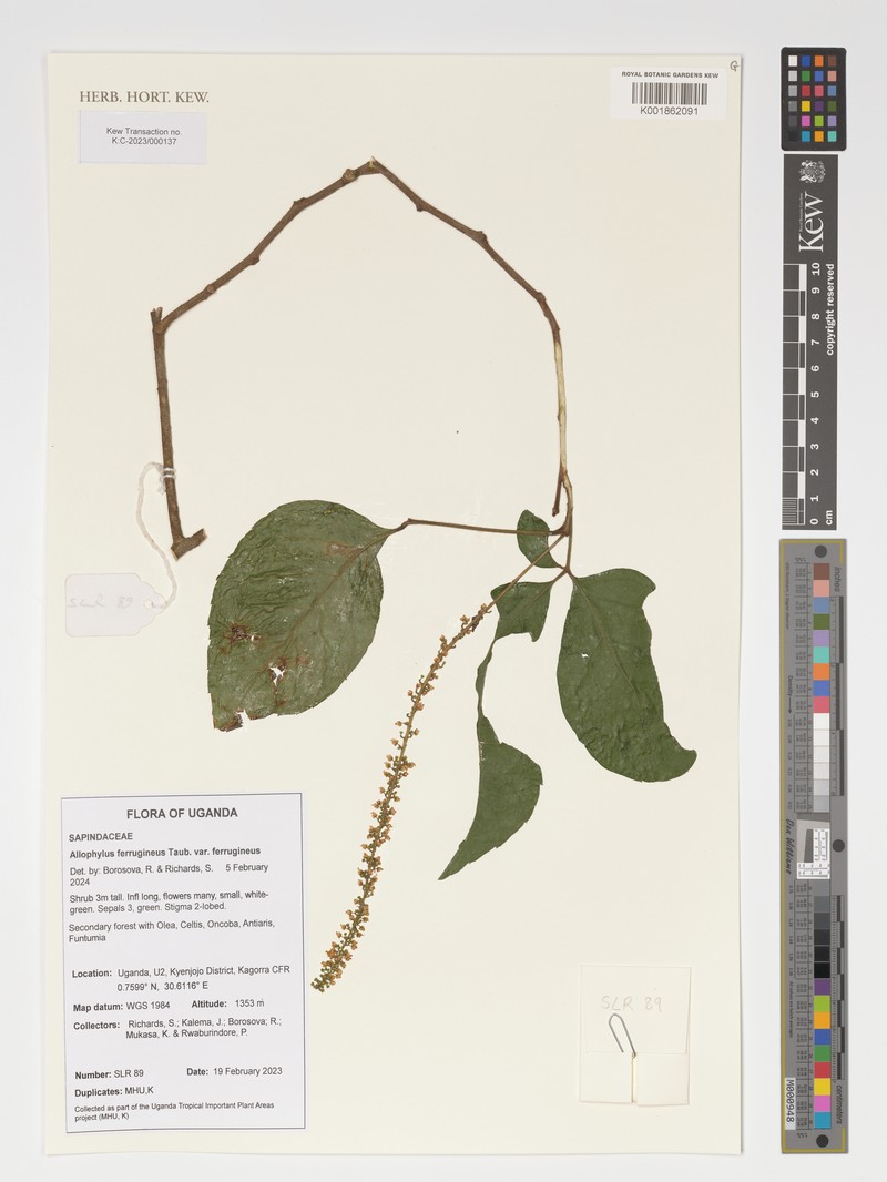Allophylus ferrugineus photo 2