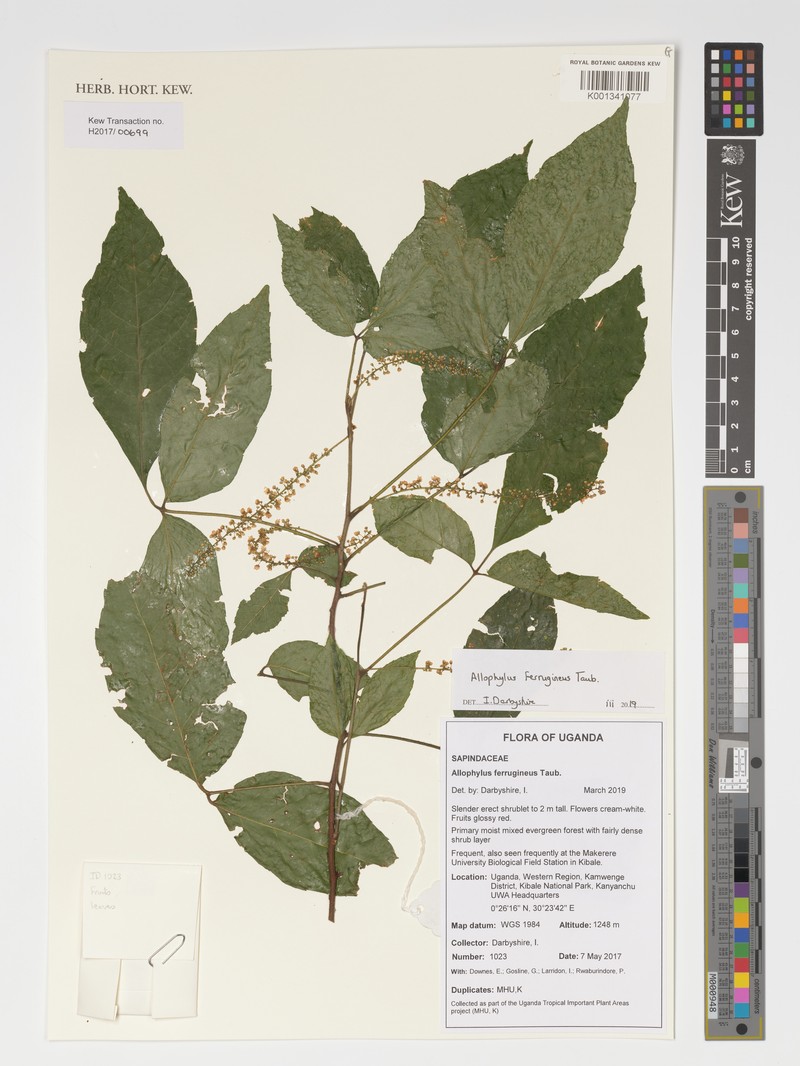 Allophylus ferrugineus photo 3