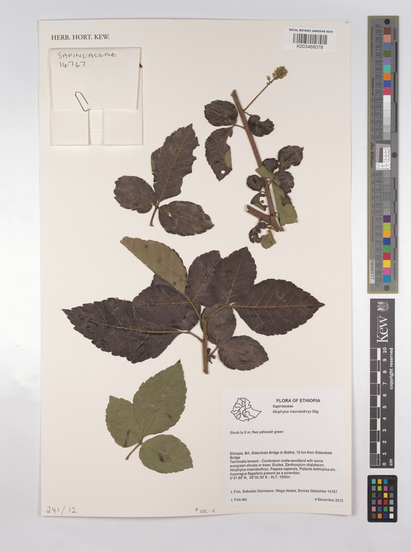 Allophylus ferrugineus photo 4