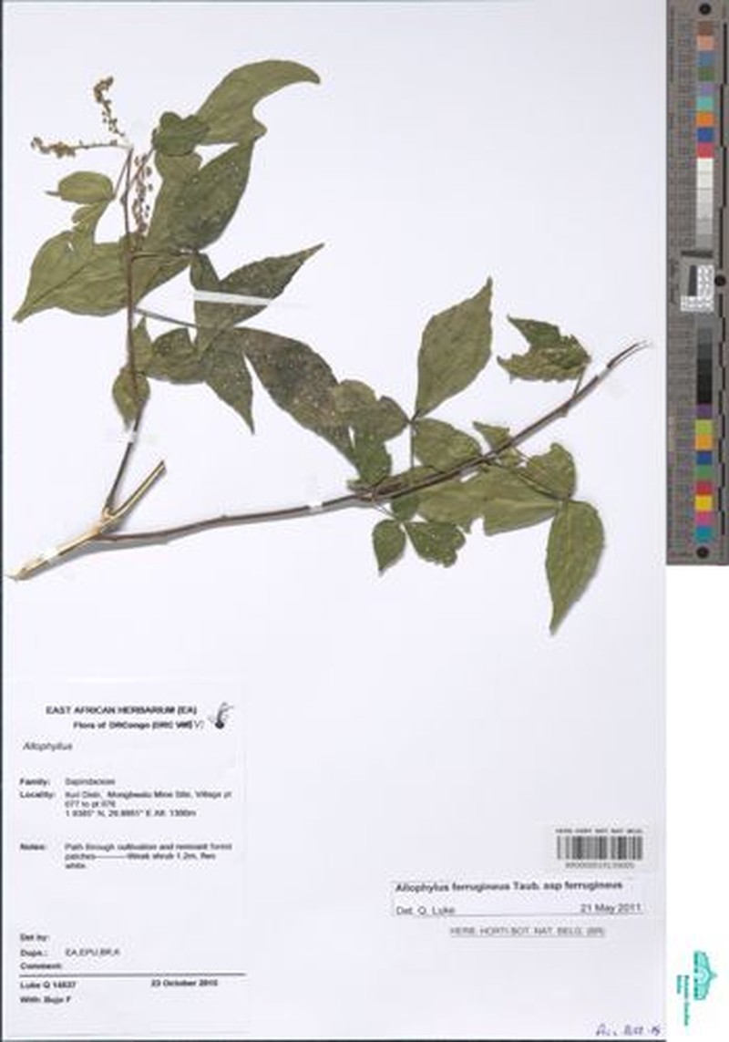 Allophylus ferrugineus var. ferrugineus photo 3