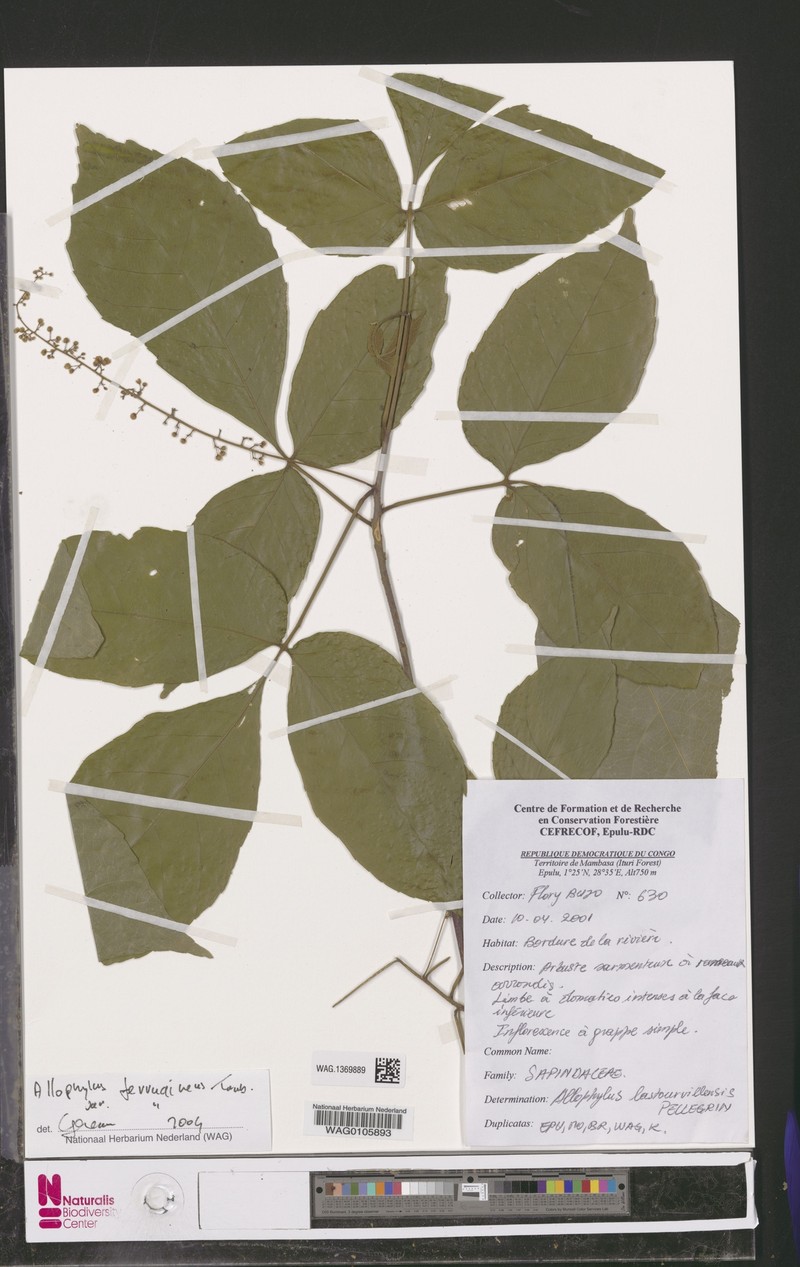 Allophylus ferrugineus var. ferrugineus photo 4