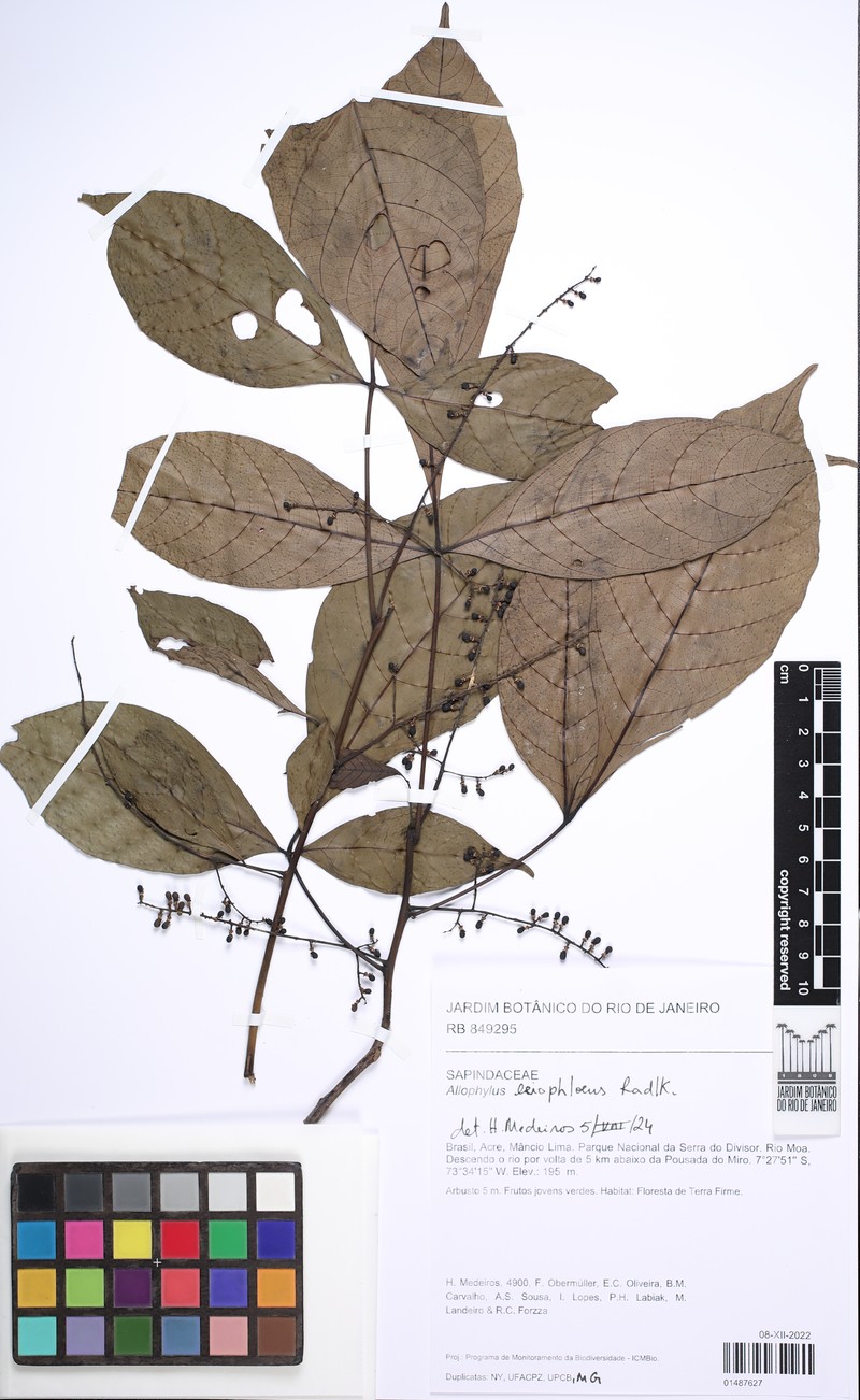 Allophylus floribundus