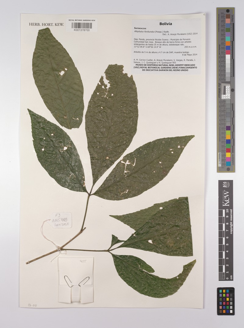 Allophylus floribundus photo 2