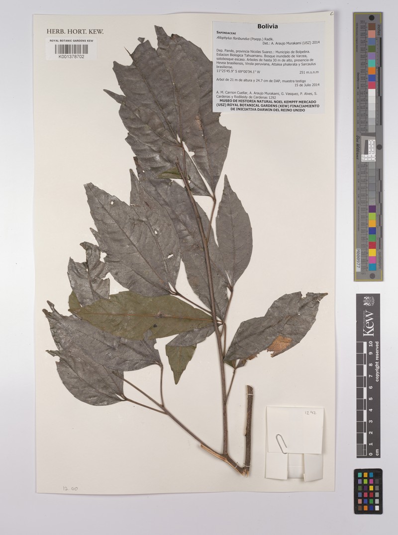 Allophylus floribundus photo 3