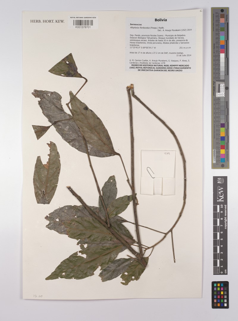 Allophylus floribundus photo 4
