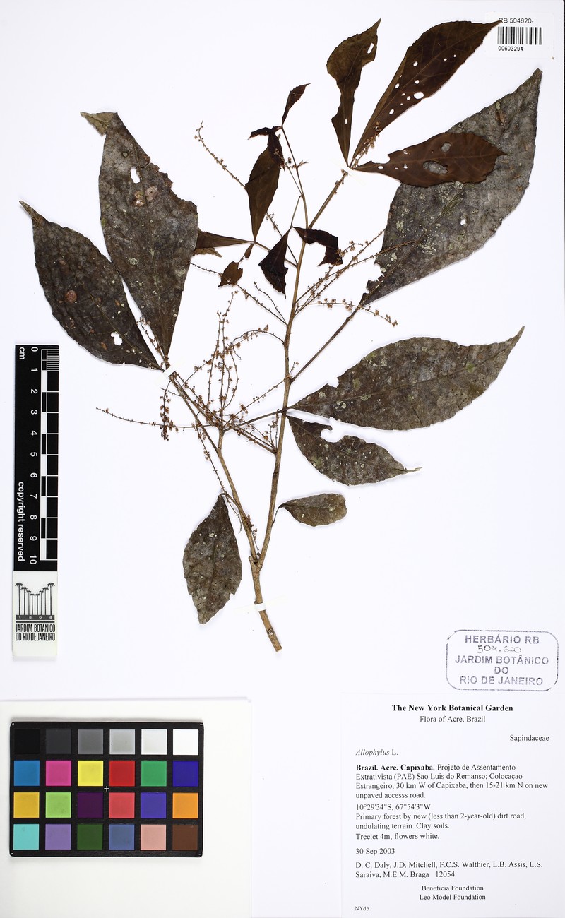 Allophylus glabratus