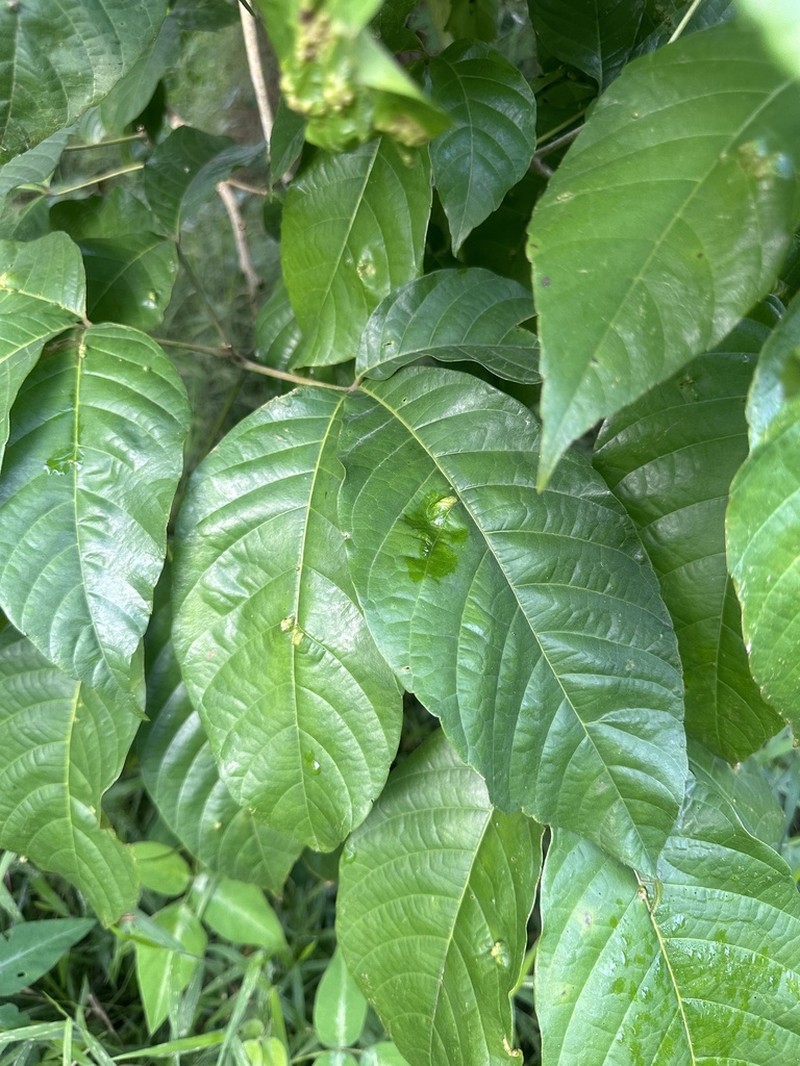 Allophylus grandifolius photo 2