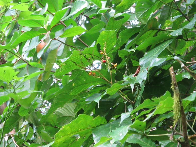 Allophylus grandifolius photo 3