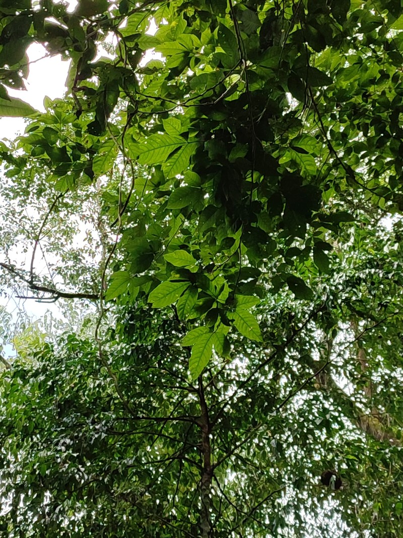 Allophylus grandifolius photo 4