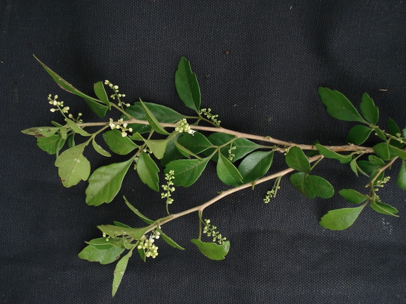 Allophylus guaraniticus photo 4