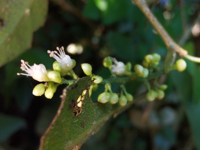 Allophylus guaraniticus photo 5