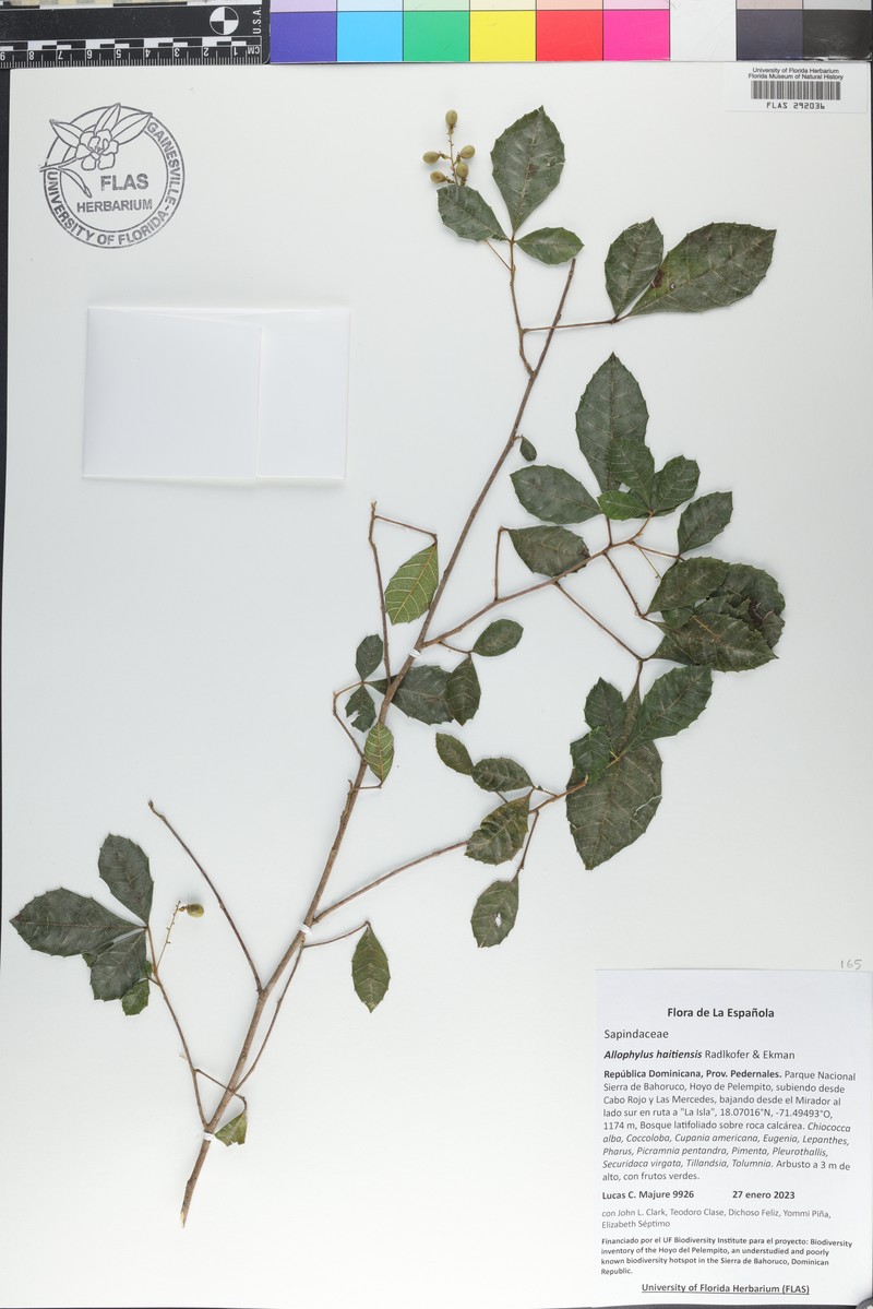 Allophylus haitiensis