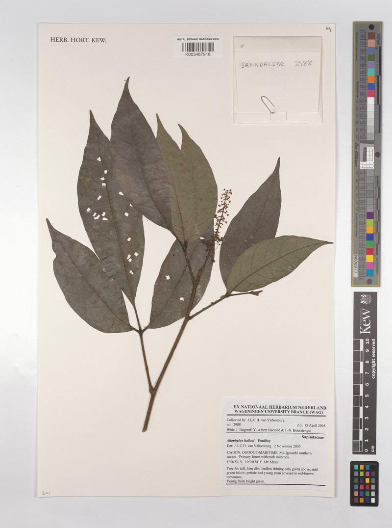 Allophylus hallaei photo 2