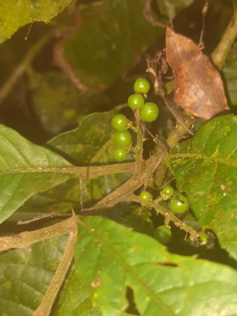 Allophylus heterophyllus photo 2