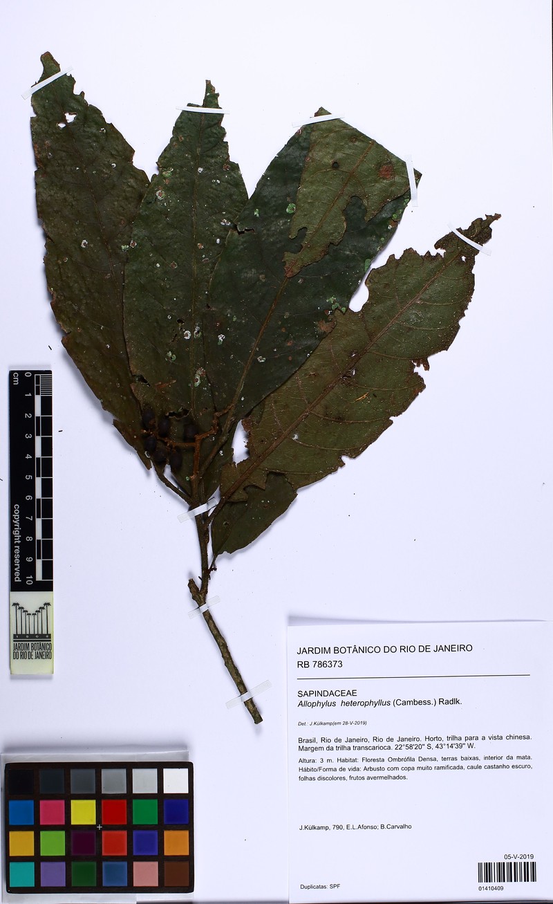 Allophylus heterophyllus photo 4