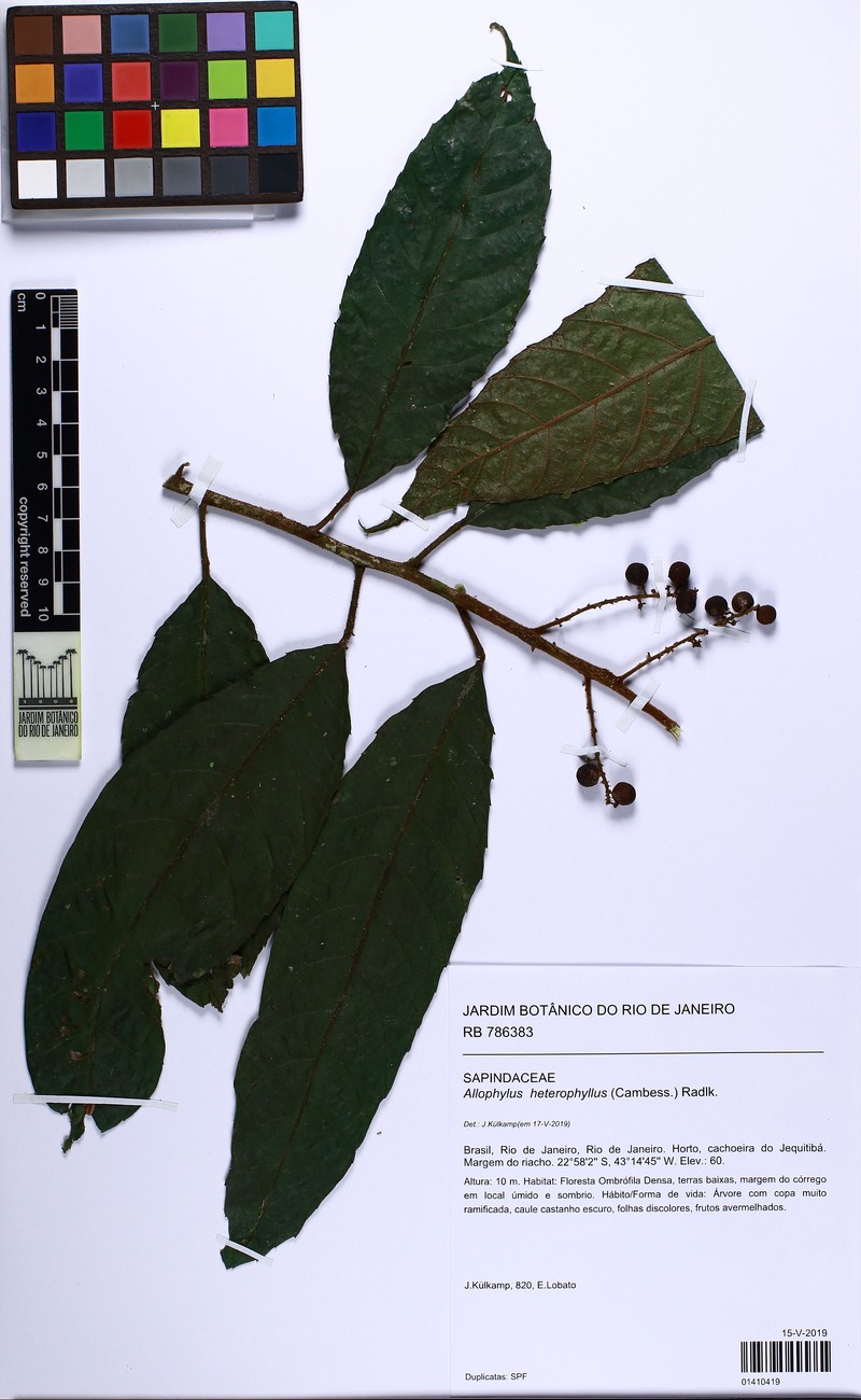 Allophylus heterophyllus photo 5