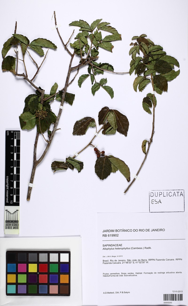 Allophylus heterophyllus photo 6