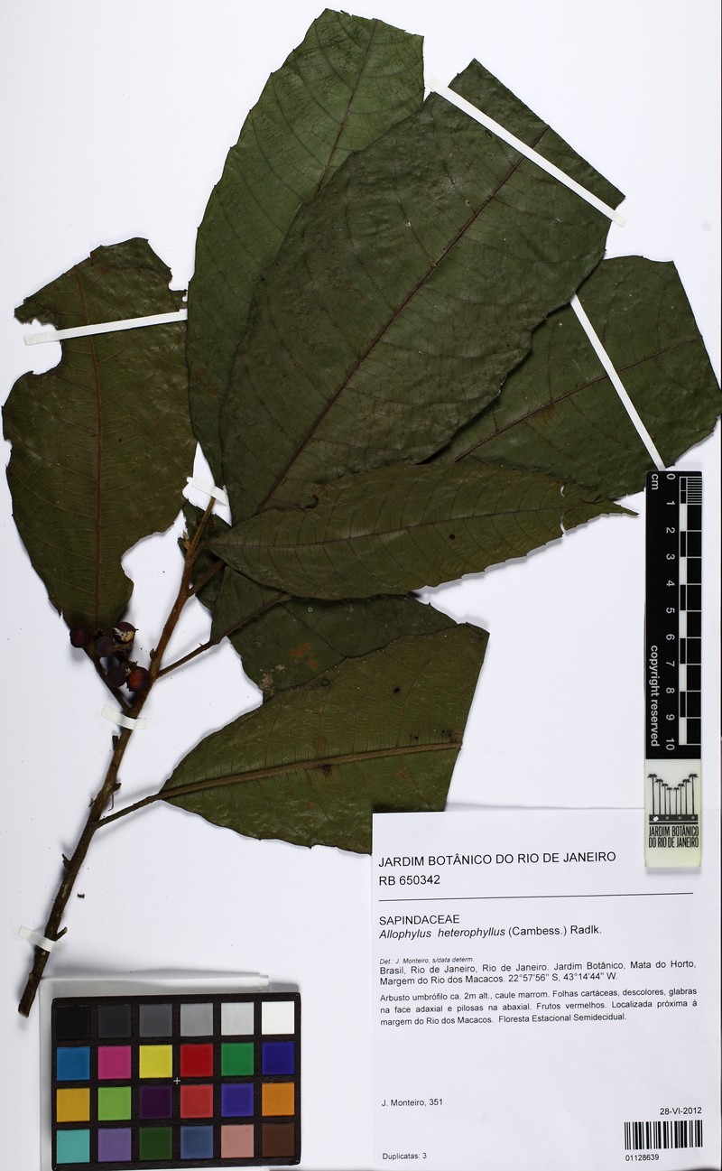 Allophylus heterophyllus photo 7
