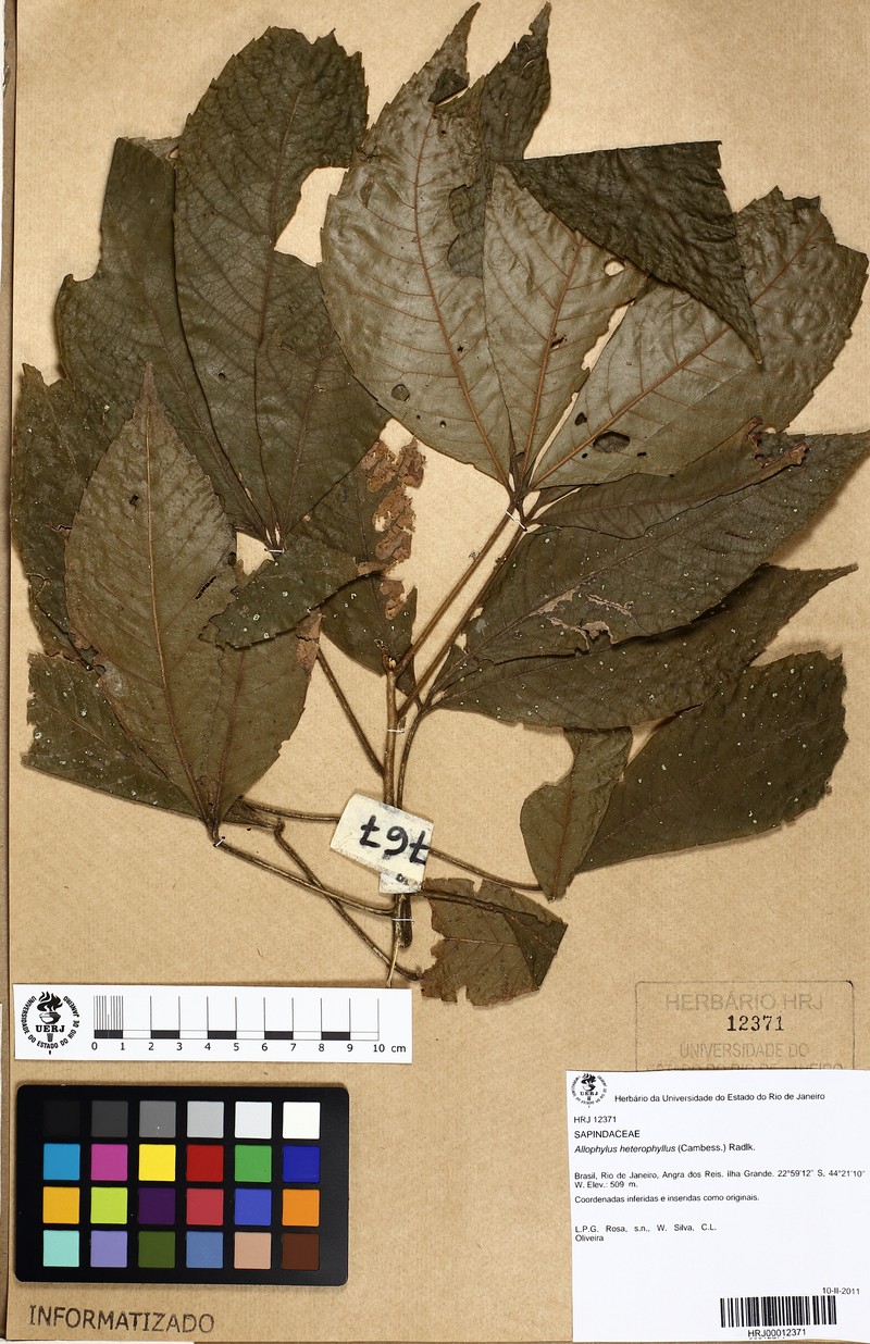 Allophylus heterophyllus photo 8