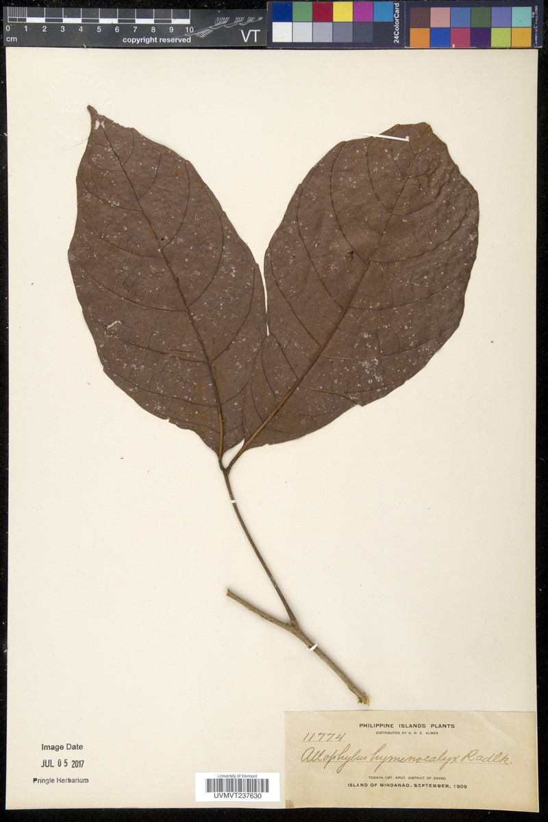 Allophylus hymenocalyx