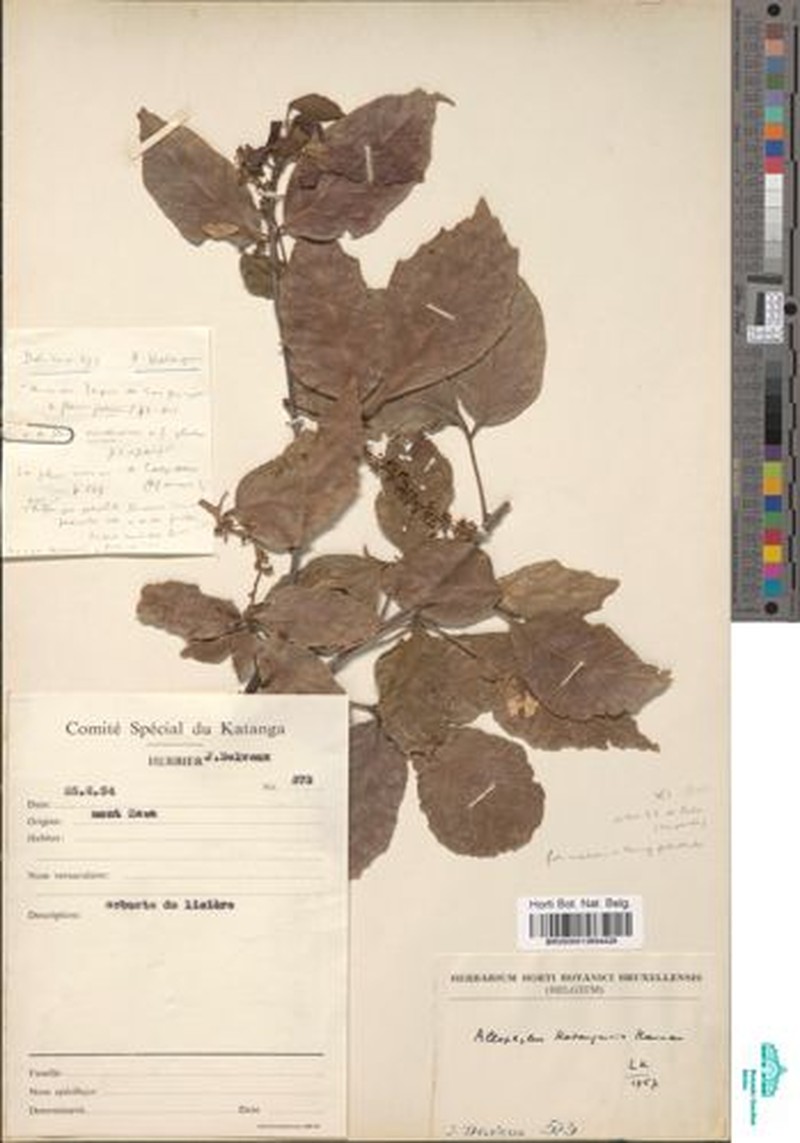 Allophylus katangensis