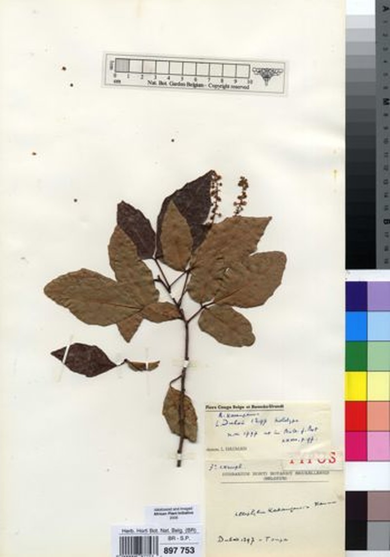 Allophylus katangensis photo 2