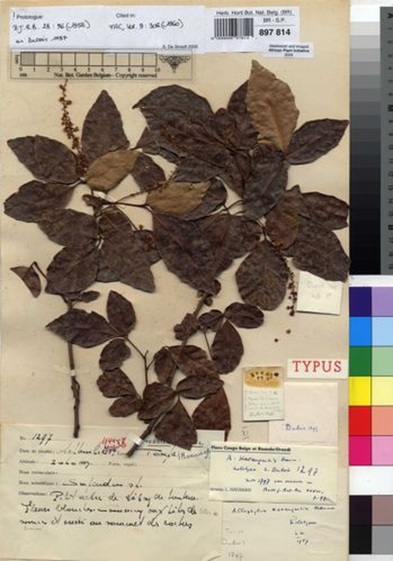 Allophylus katangensis photo 3