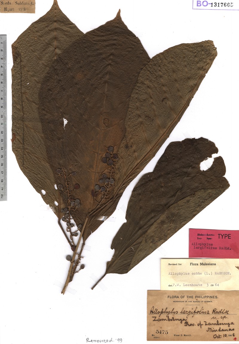 Allophylus largifolius