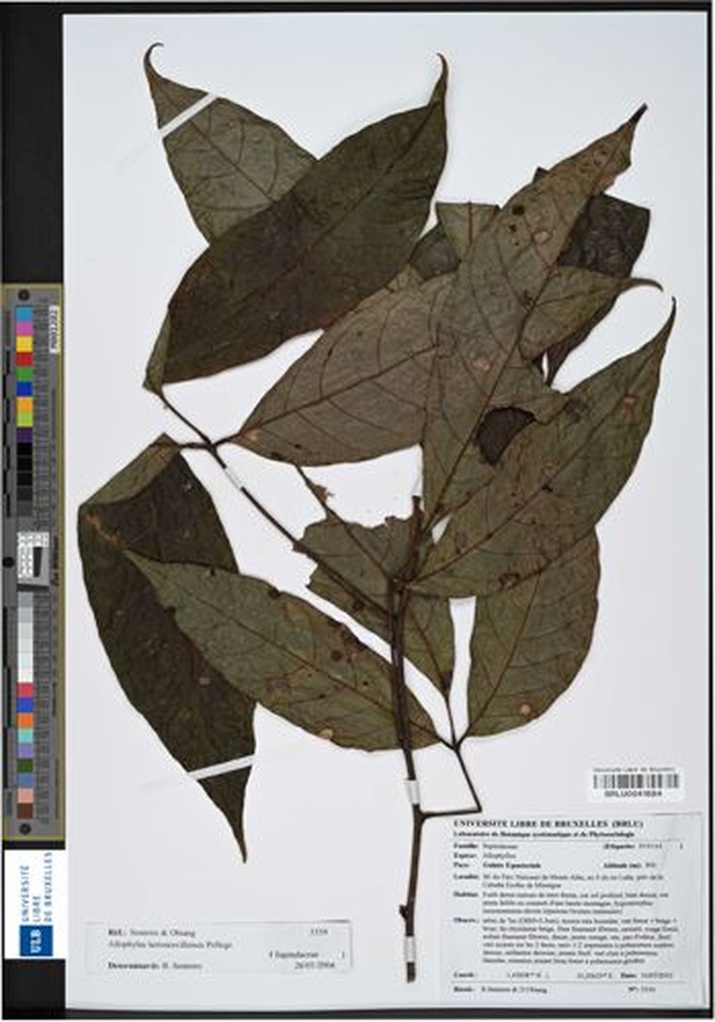 Allophylus lastoursvillensis
