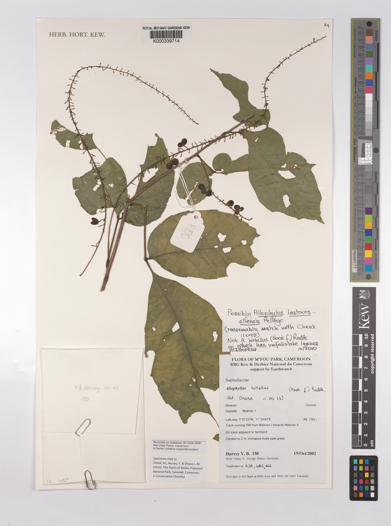 Allophylus lastoursvillensis photo 3