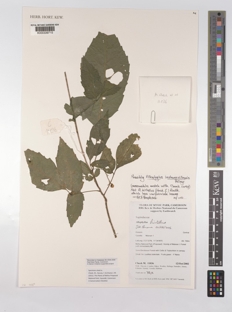 Allophylus lastoursvillensis photo 4