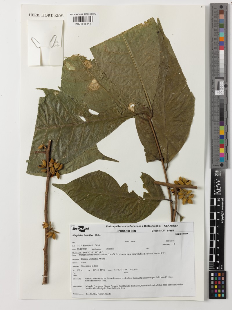 Allophylus latifolius