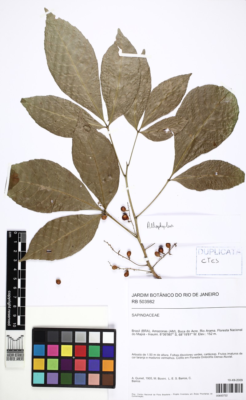 Allophylus latifolius photo 2