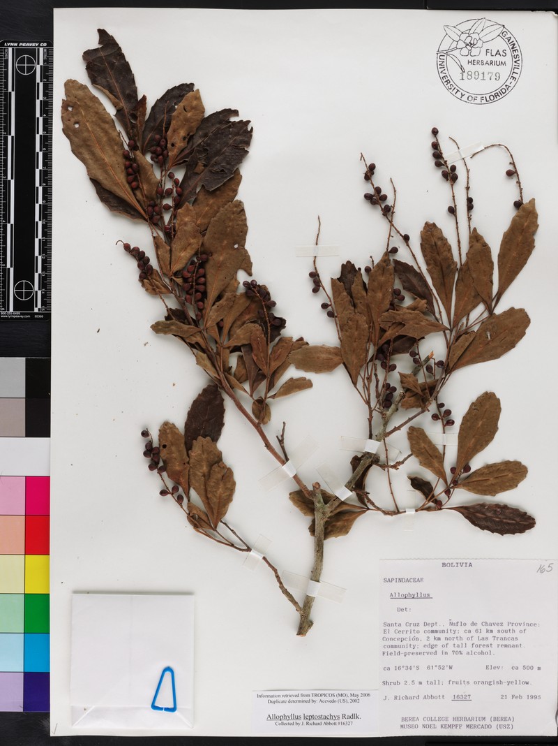 Allophylus leptostachys
