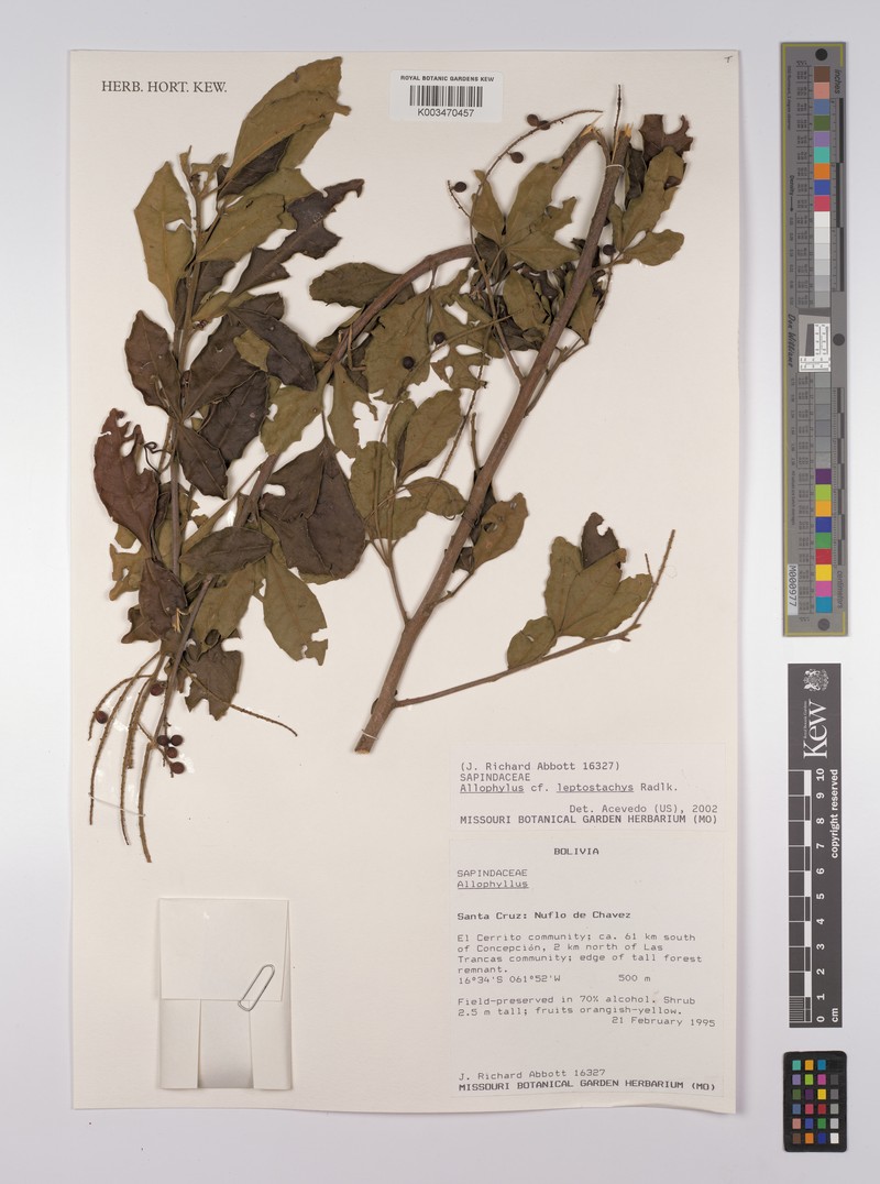 Allophylus leptostachys photo 2