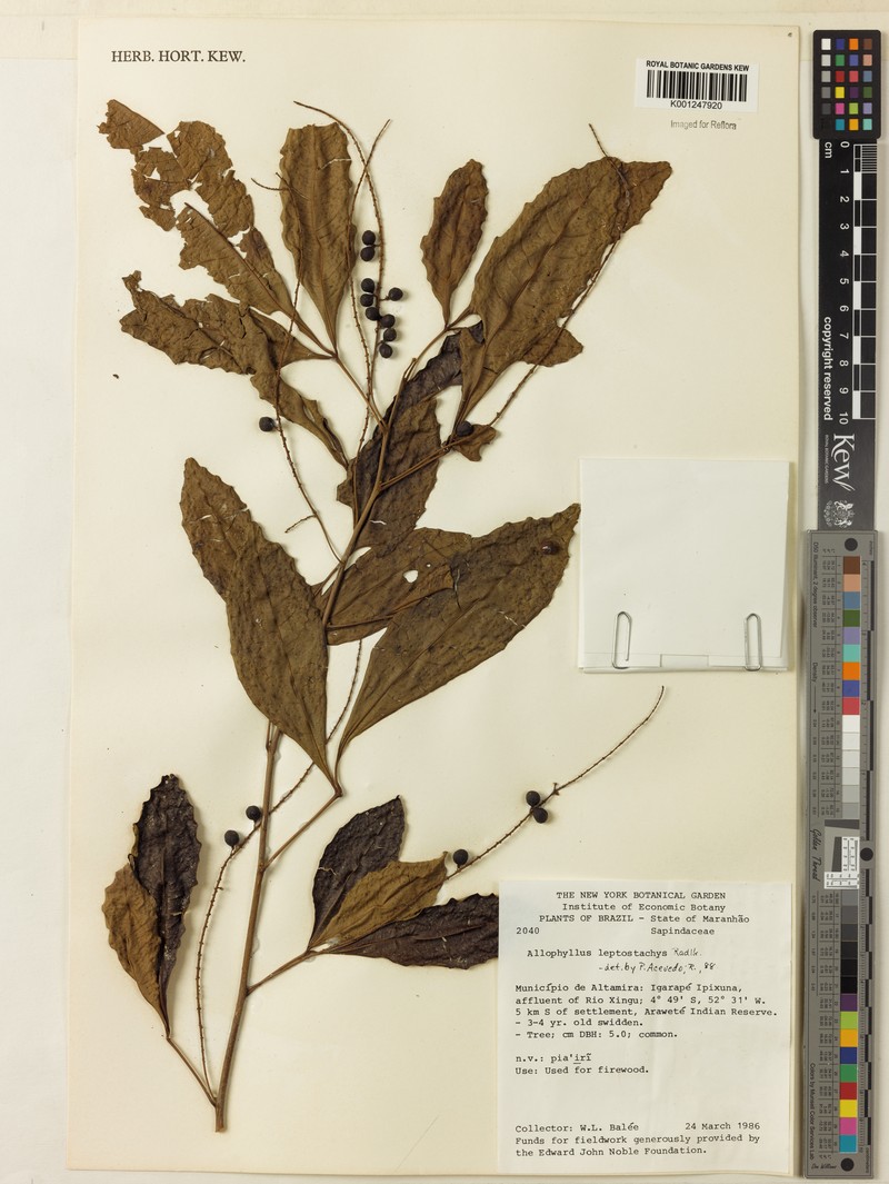Allophylus leptostachys photo 3