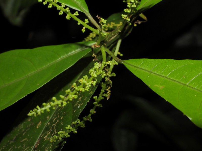Allophylus leucoclados photo 2